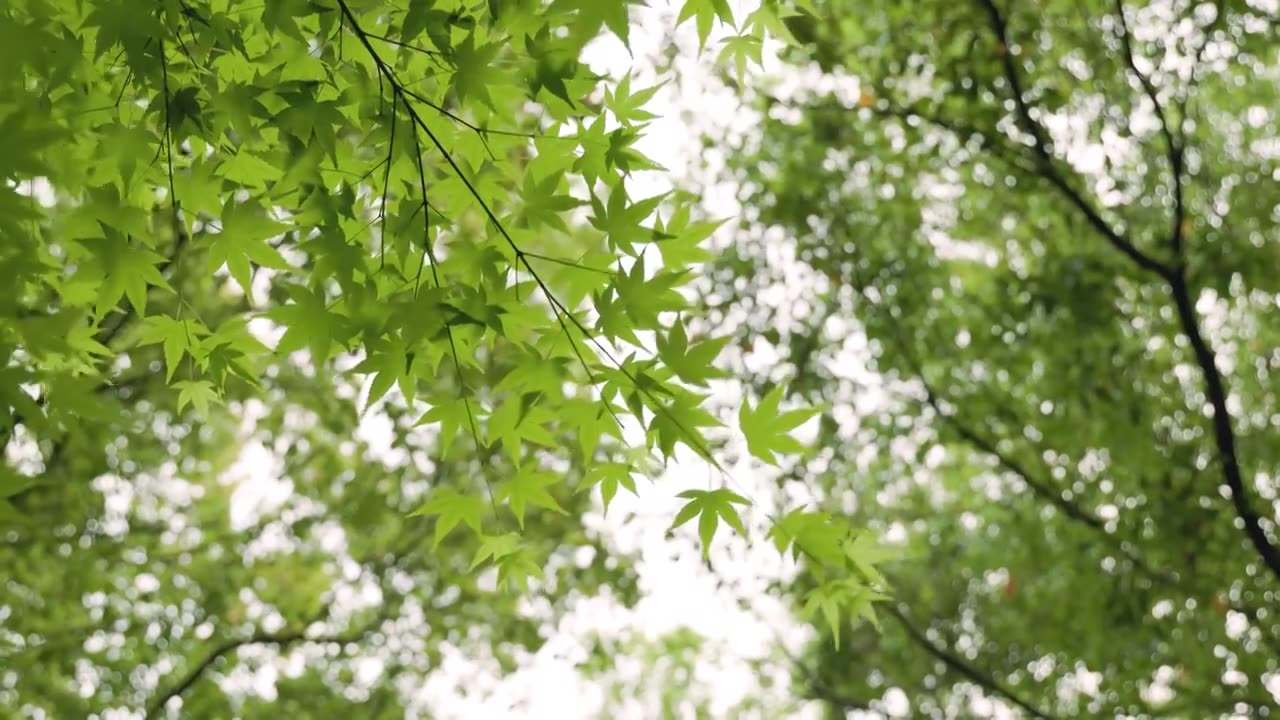 天空下树林覆盖的绿色树叶视频素材