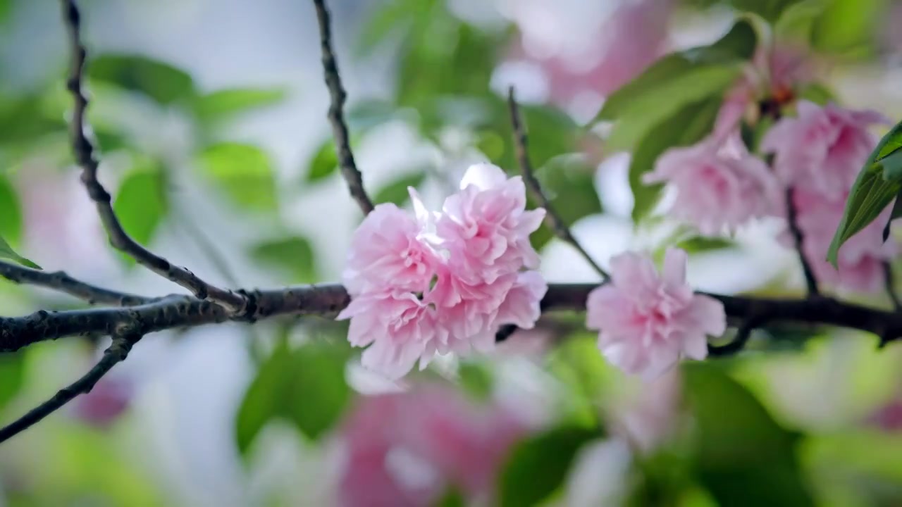 春天武汉晚樱花开视频素材