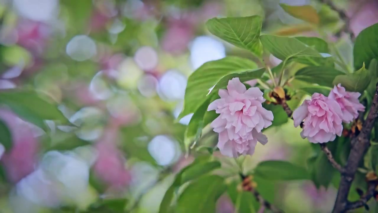 春天武汉晚樱花开视频素材