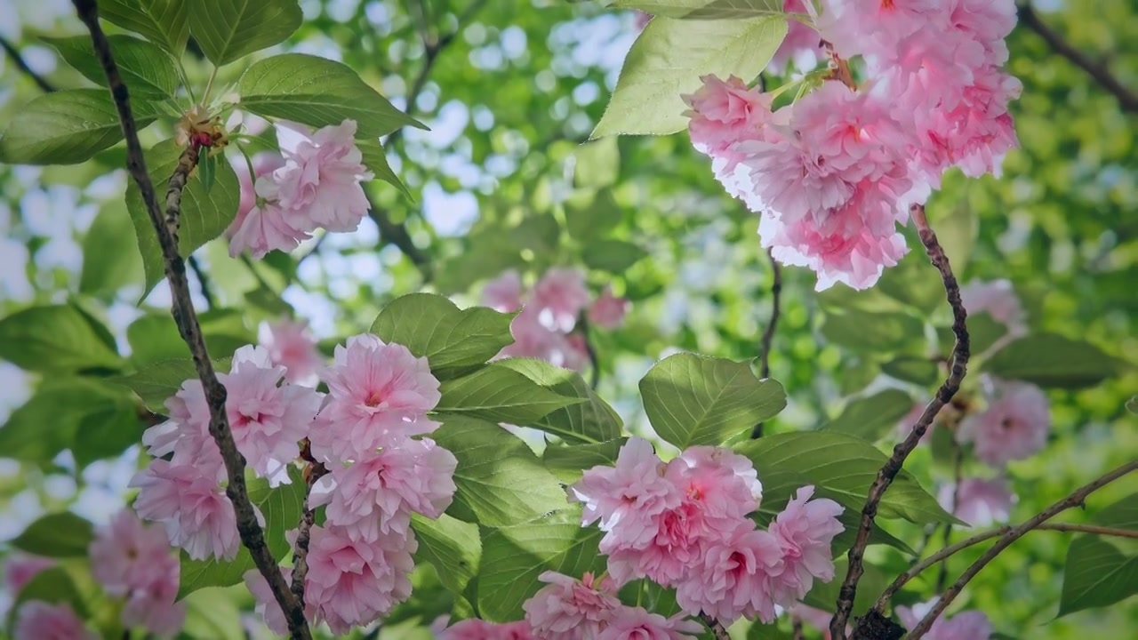 春天武汉晚樱花开视频素材