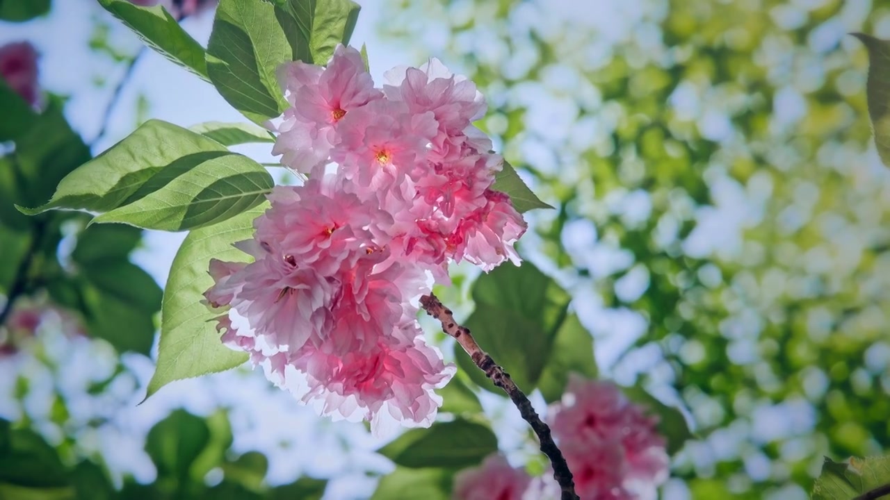 春天武汉晚樱花开视频素材