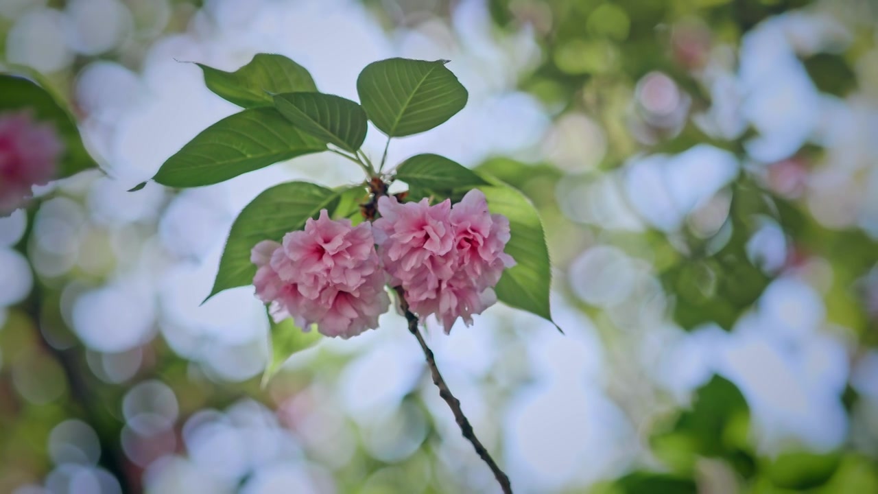 春天武汉晚樱花开视频素材