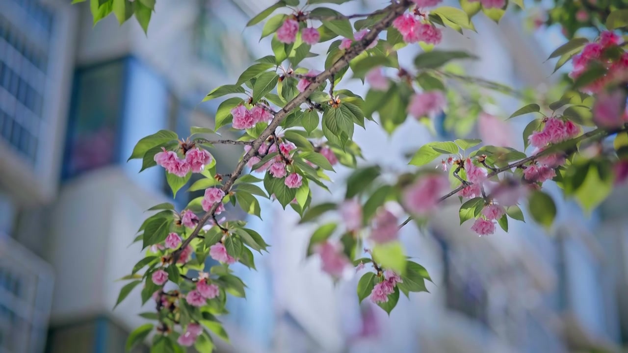 春天武汉晚樱花开视频素材