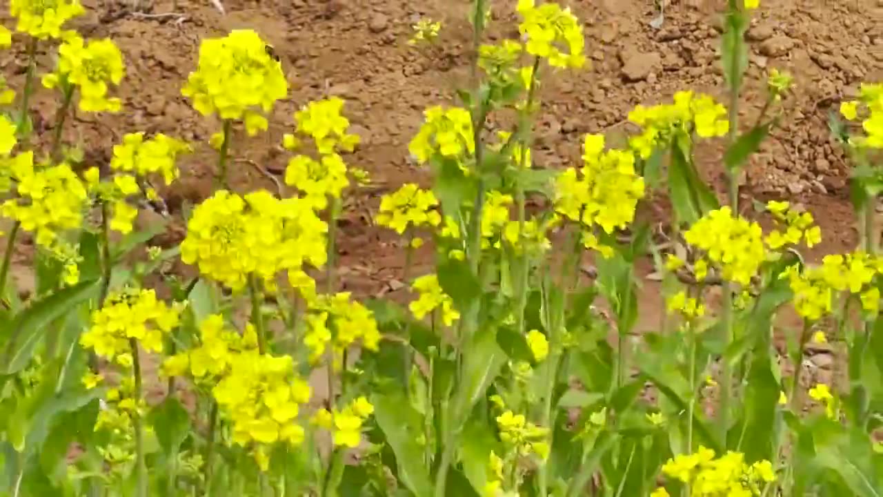 风中的油菜花视频下载