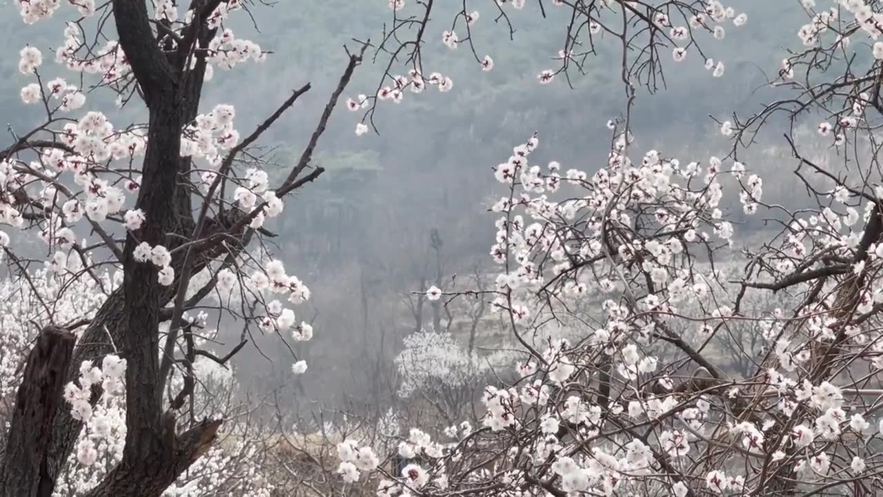 盛开的杏花树视频下载