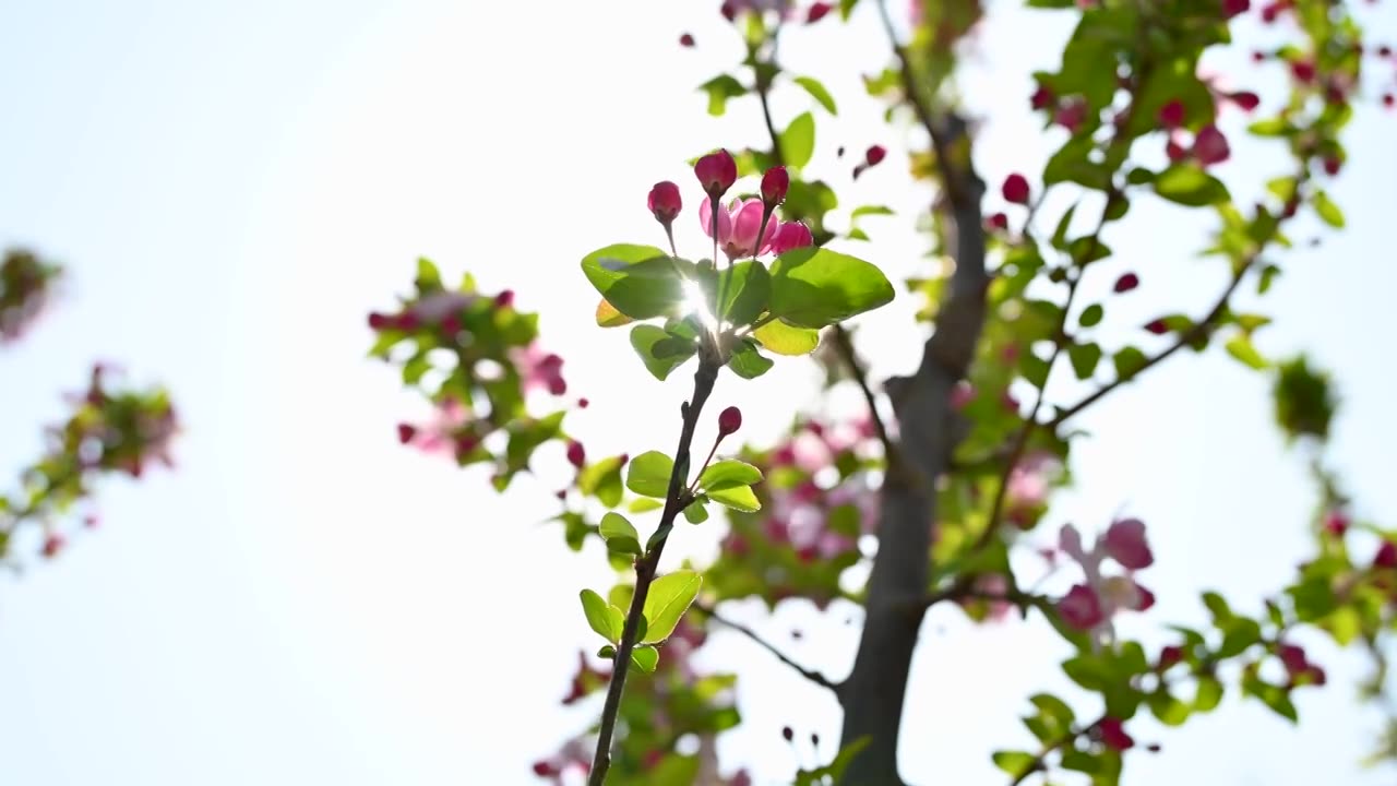 北京春天阳光下盛开的西府海棠花朵花簇特写视频素材