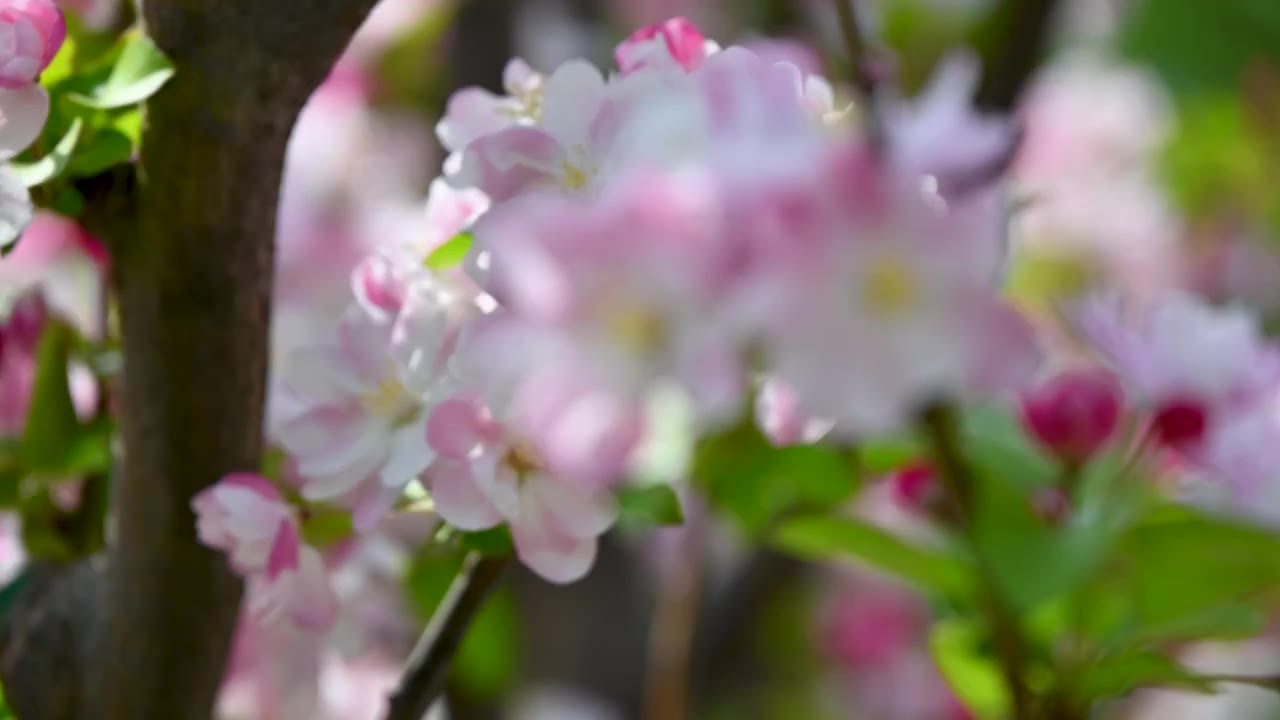 北京春天阳光下盛开的西府海棠花朵花簇特写视频素材