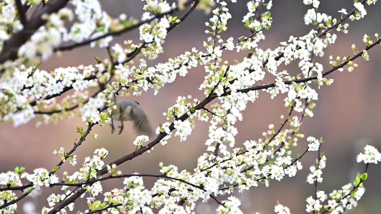 李花树上的白头鹎视频素材