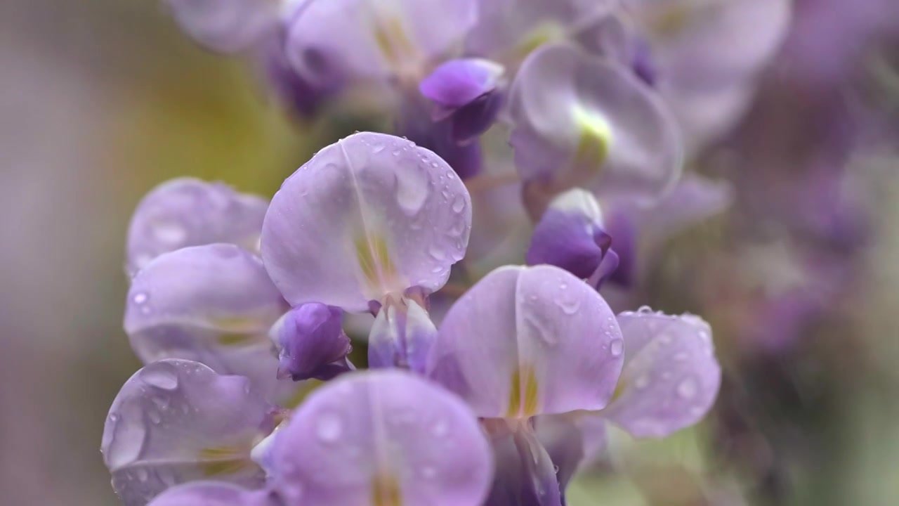 紫藤花视频素材