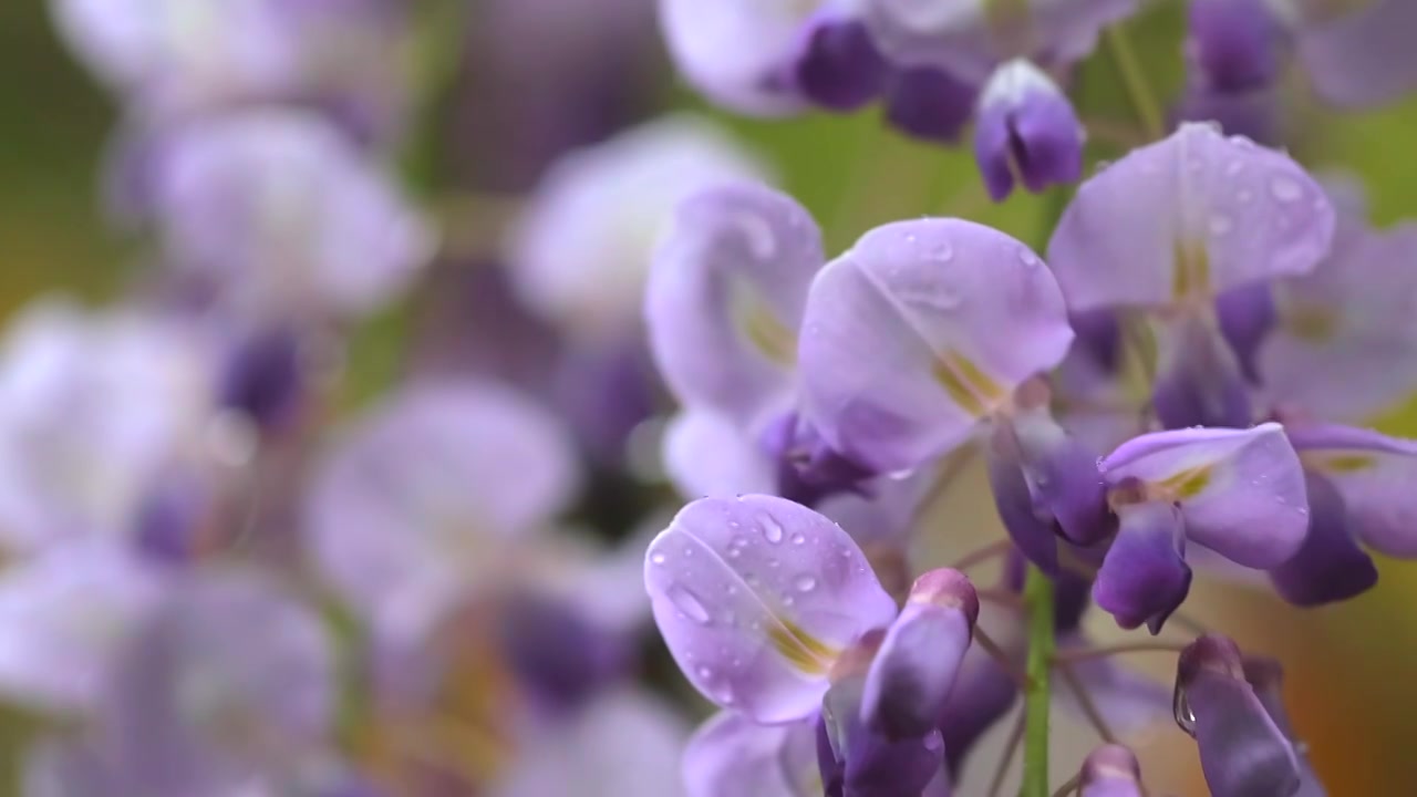 紫藤花视频素材