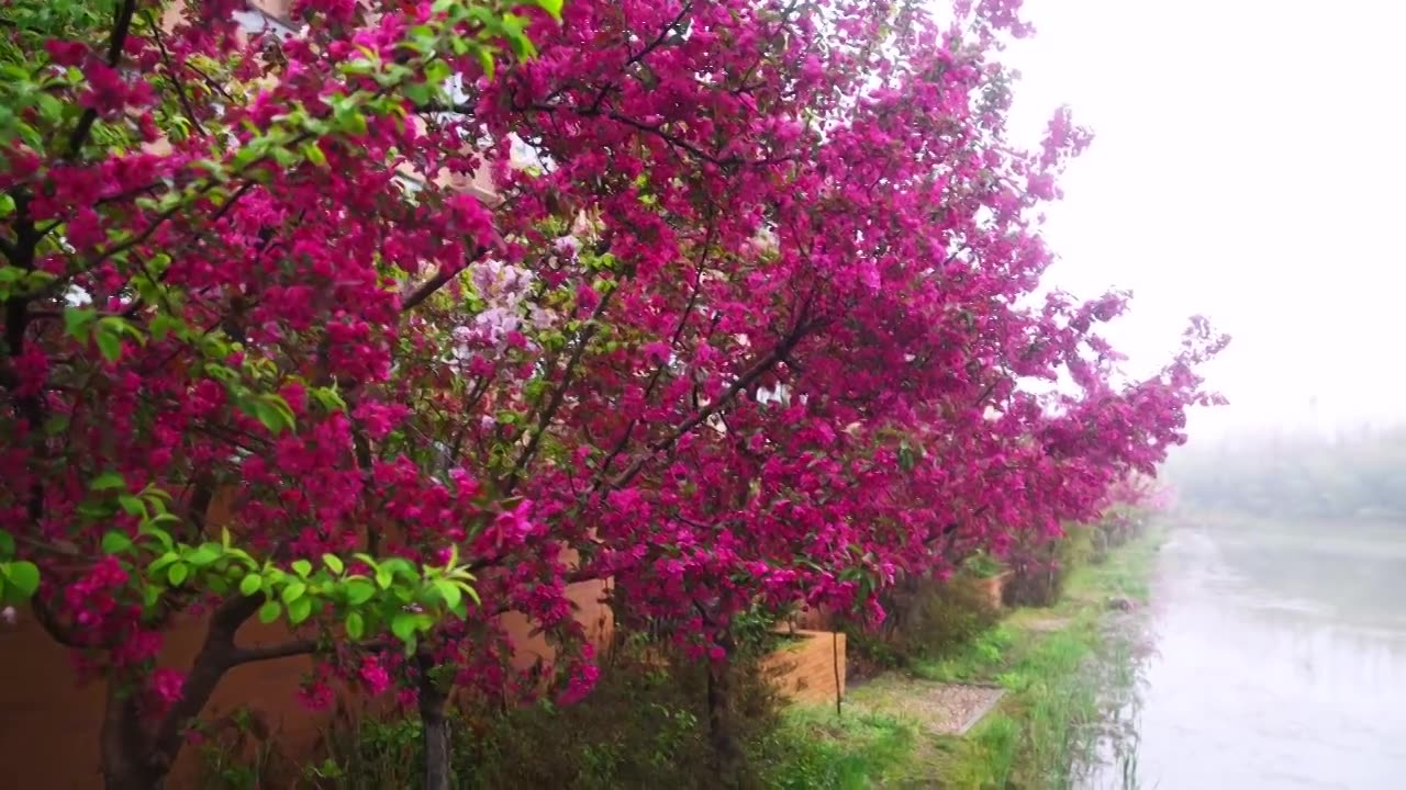 雨雾中的海棠花视频素材