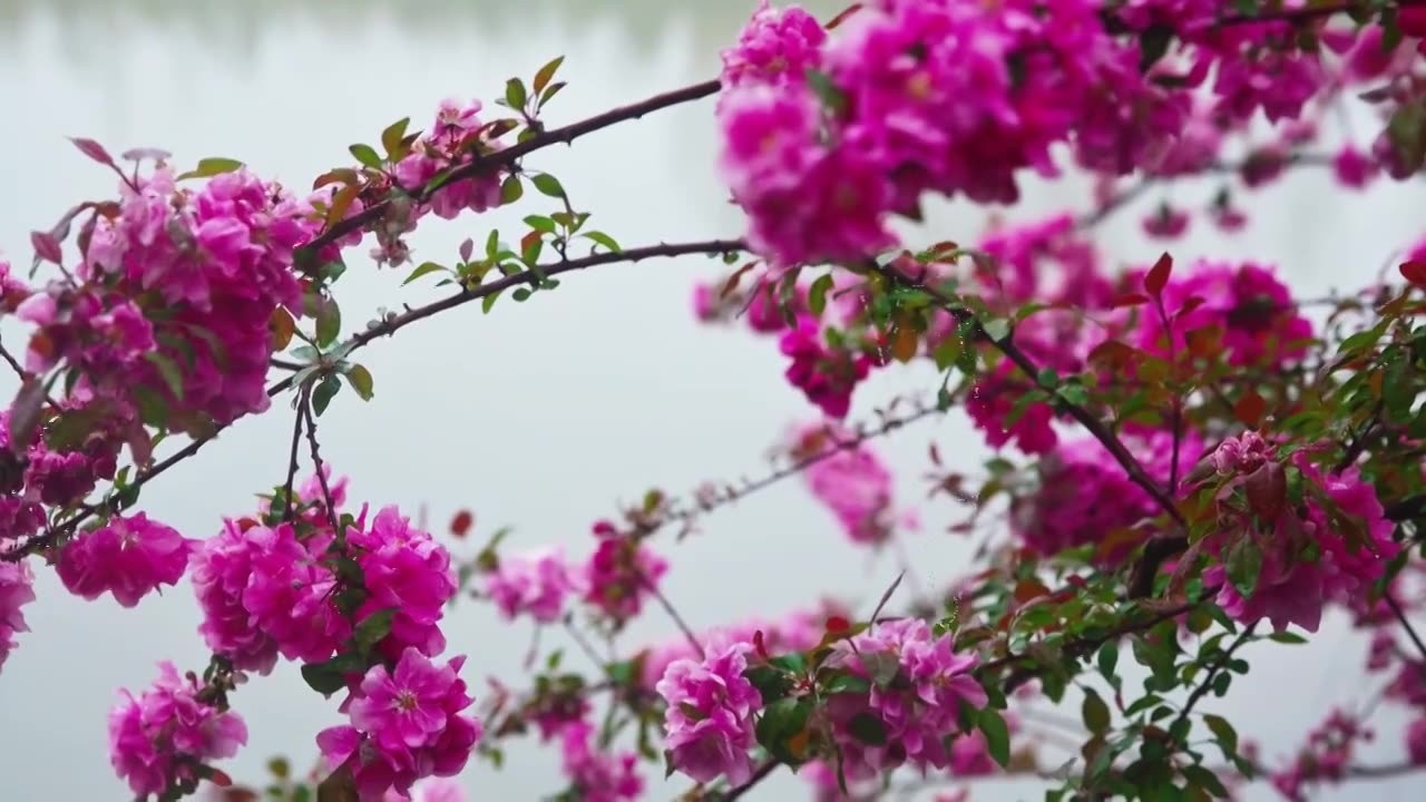 雨雾中的海棠花视频下载