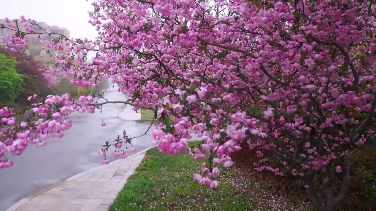 雨雾中的海棠花视频素材