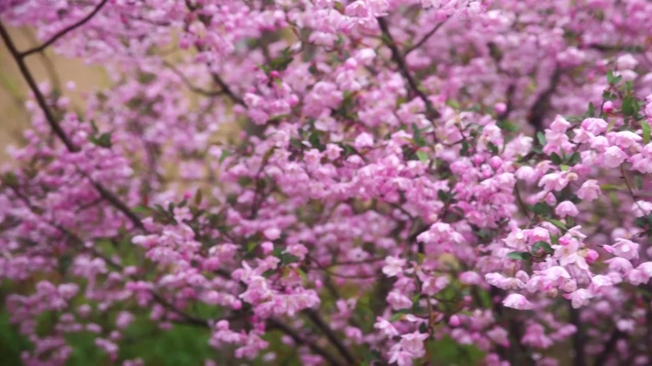 雨雾中的海棠花视频素材