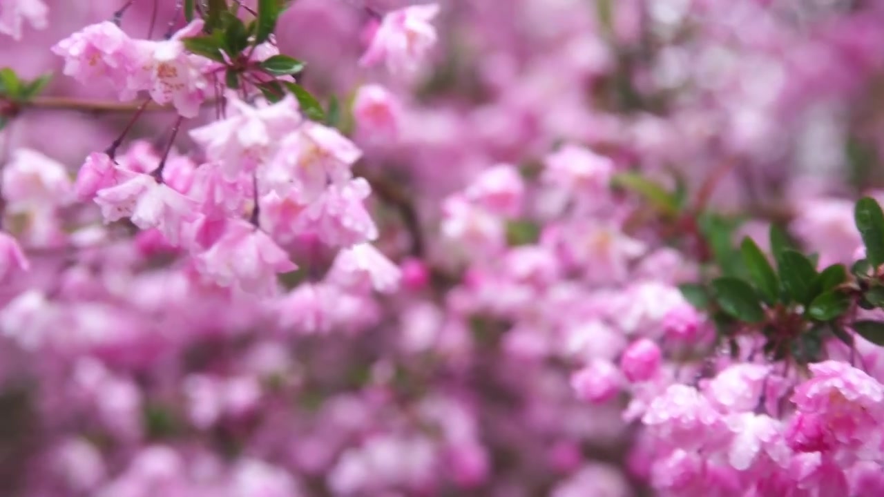 雨雾中的海棠花视频素材