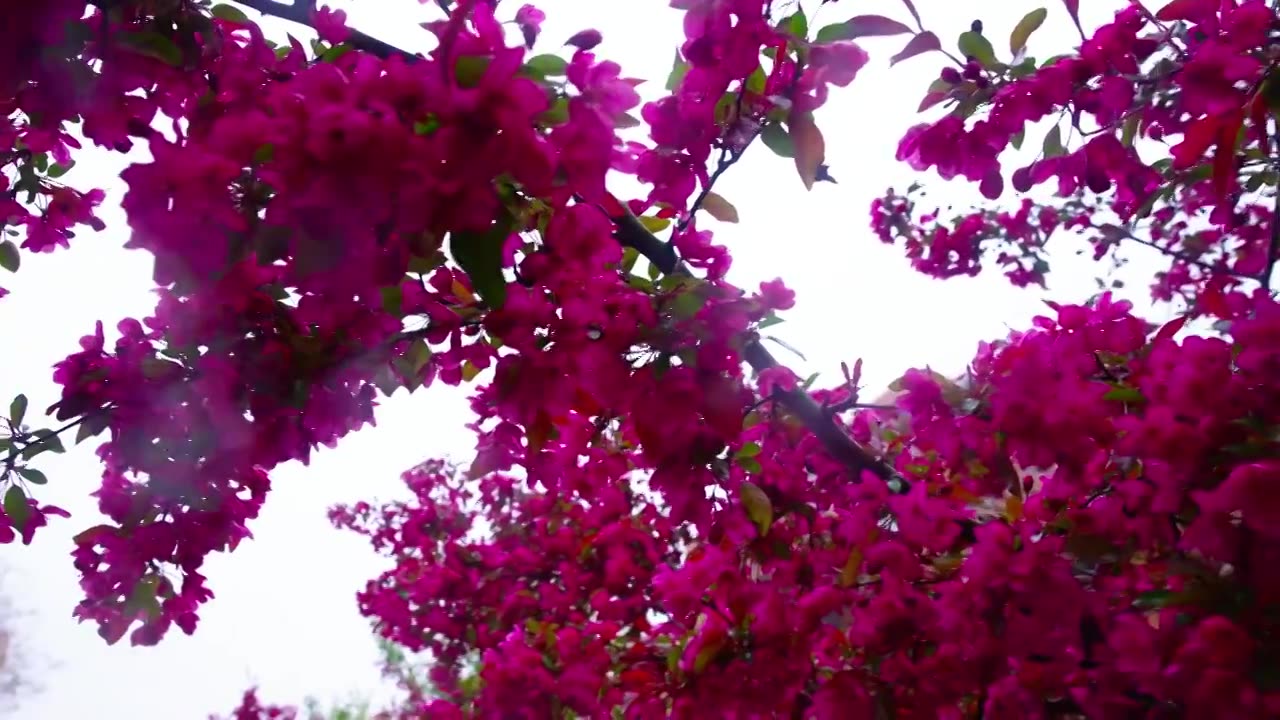 雨雾中的海棠花视频素材