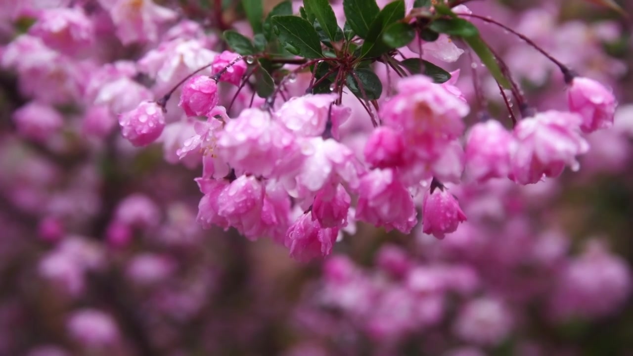 雨雾中的海棠花视频下载