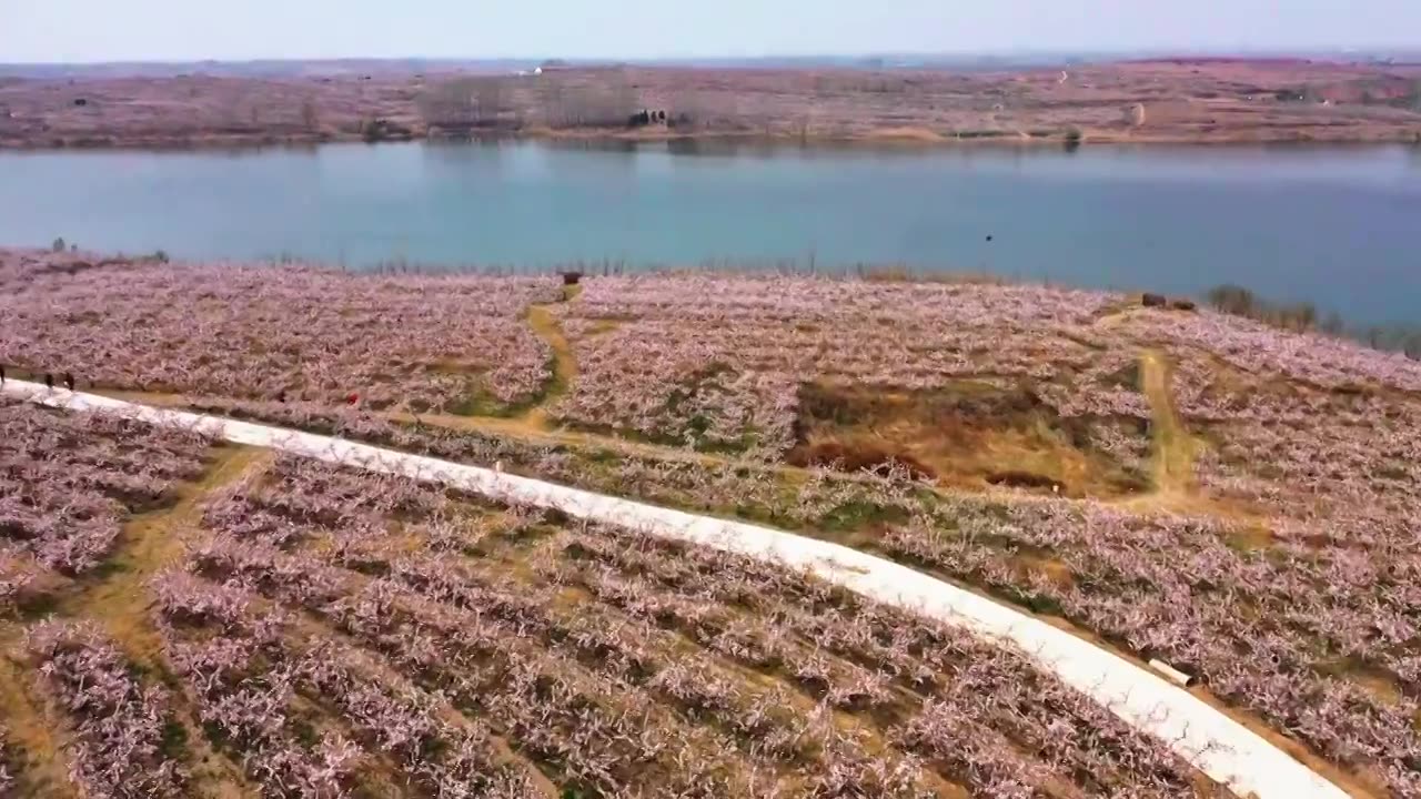 山东省莒县黄桃种植基地桃花开满园视频下载