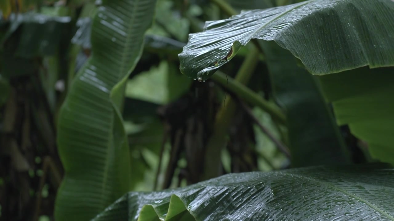 雨季 阴雨天 雨水打在芭蕉叶的实时近景特写拍摄视频素材