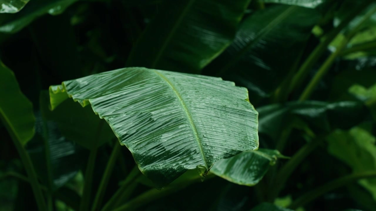 雨季 阴雨天 雨水打在芭蕉叶的升格慢动作近景特写拍摄视频素材