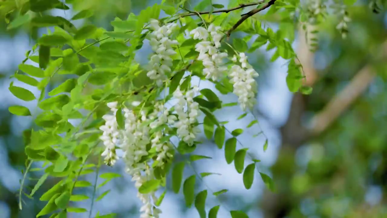 乡村 槐树花 槐花 国槐 刺槐视频素材