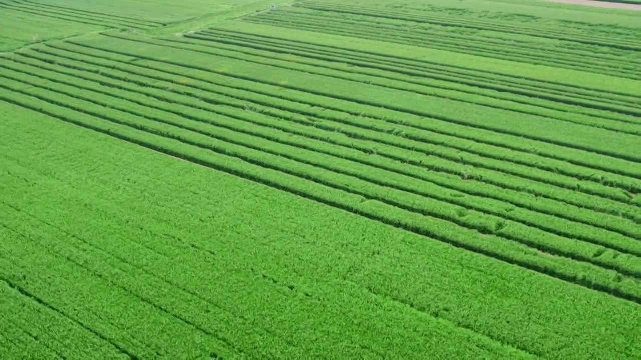 航拍绿色的麦田视频素材