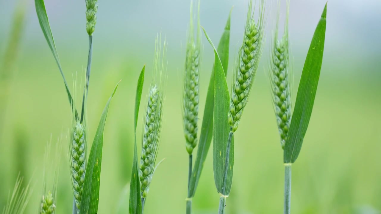 绿色的麦田 麦子视频素材