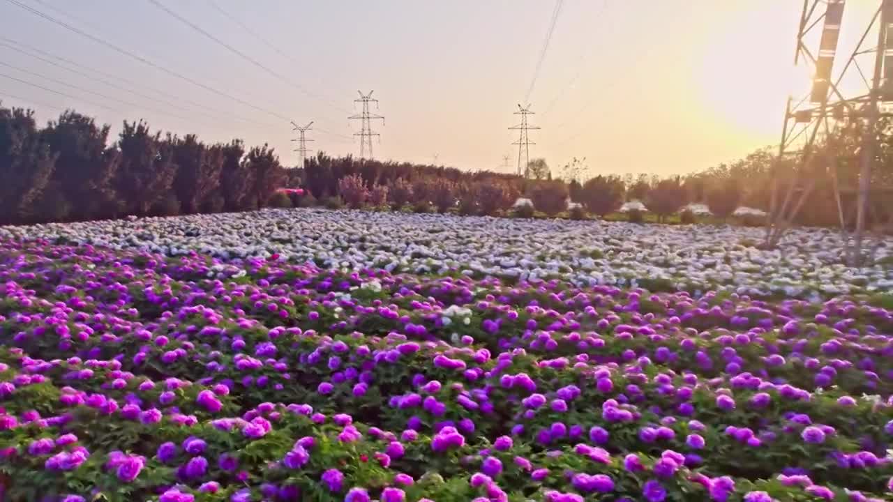 电网牡丹视频下载