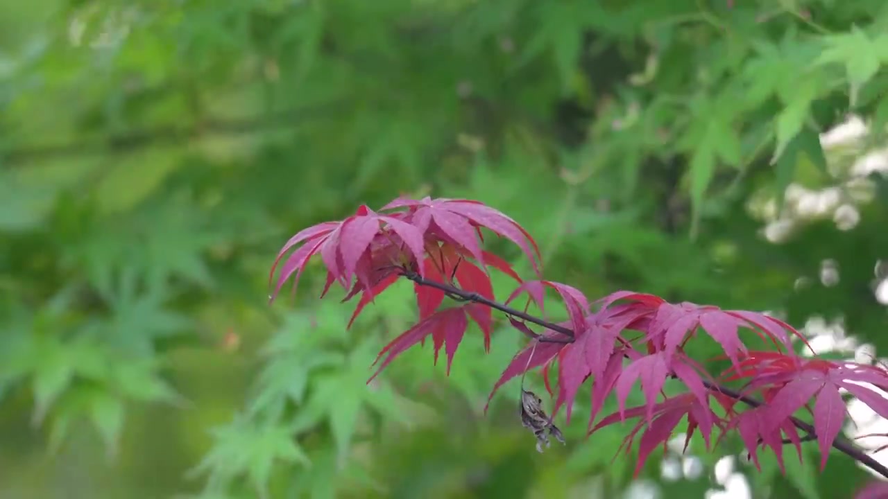 春天微风吹拂盛开的野菊特写视频素材