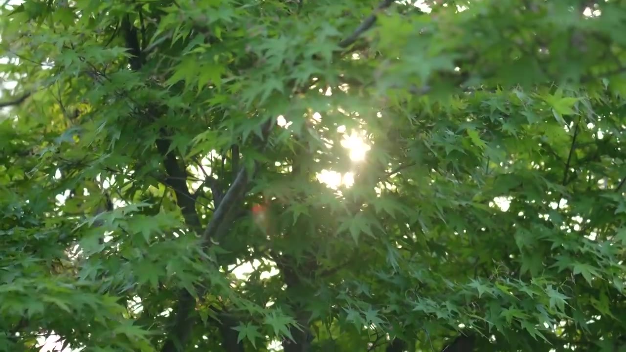 春天微风吹拂盛开的野菊特写视频素材