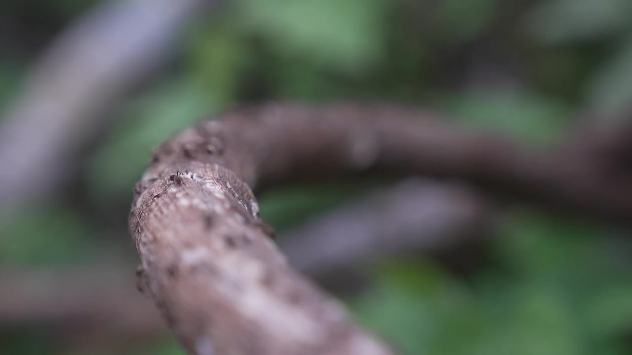 微距爬行的蚂蚁群视频素材