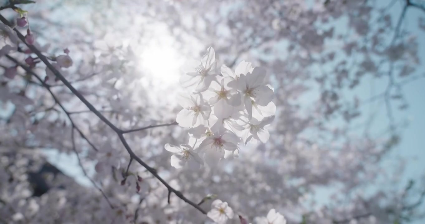 阳光下逆光的樱花特写视频素材