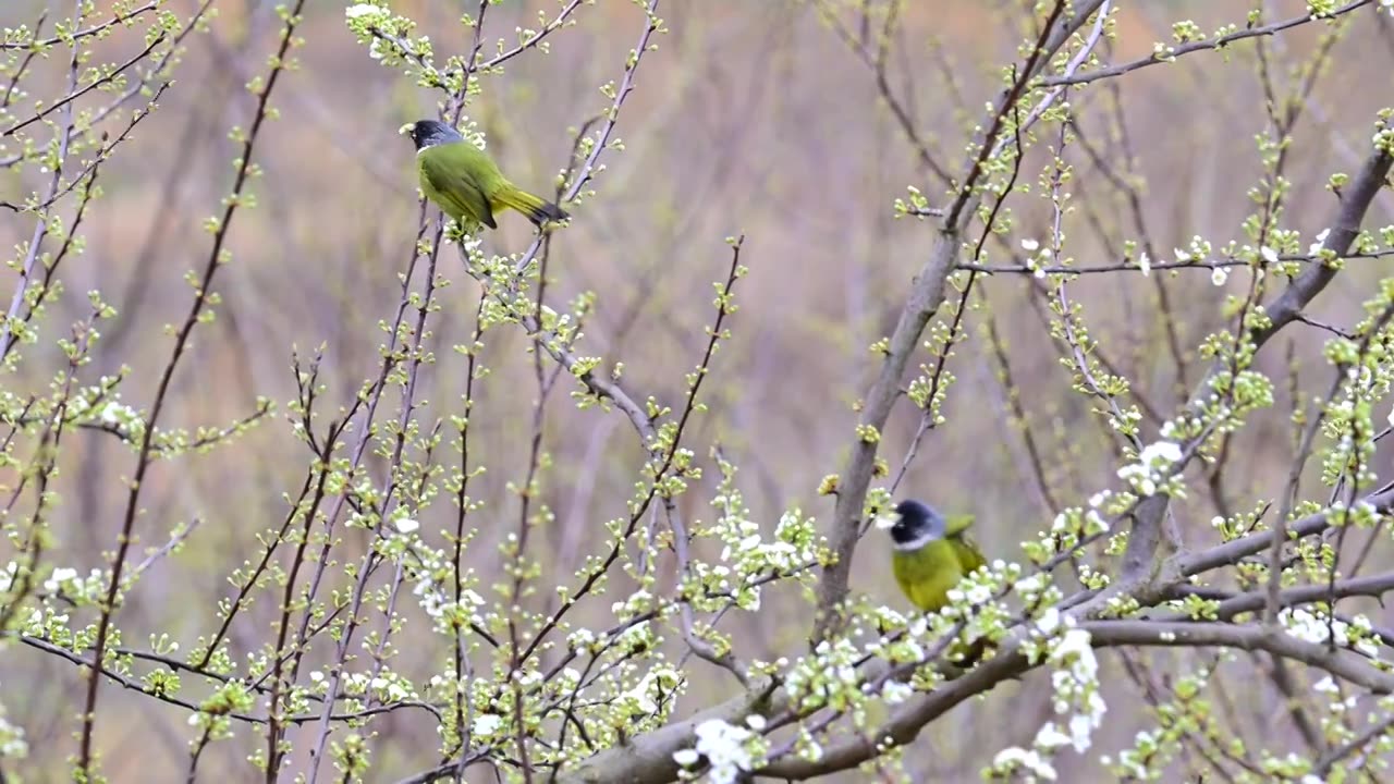 领雀嘴鹎吃李子花视频素材