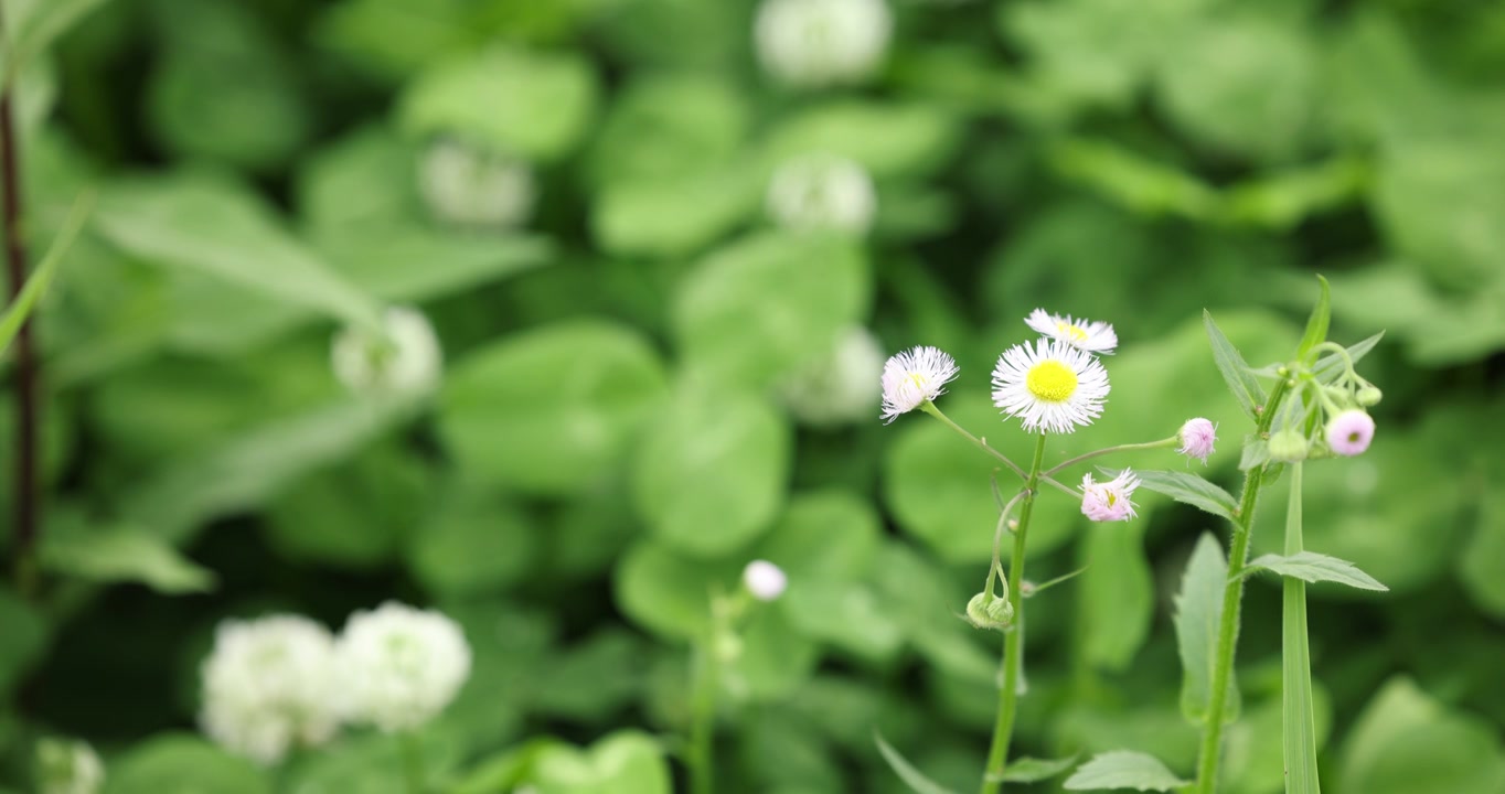 白色的野菊花视频素材