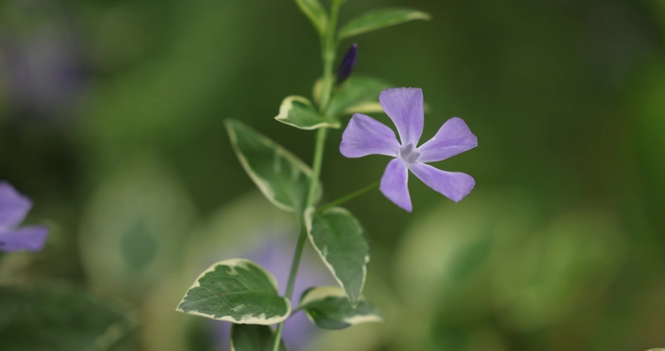 一朵蔓长春花视频素材