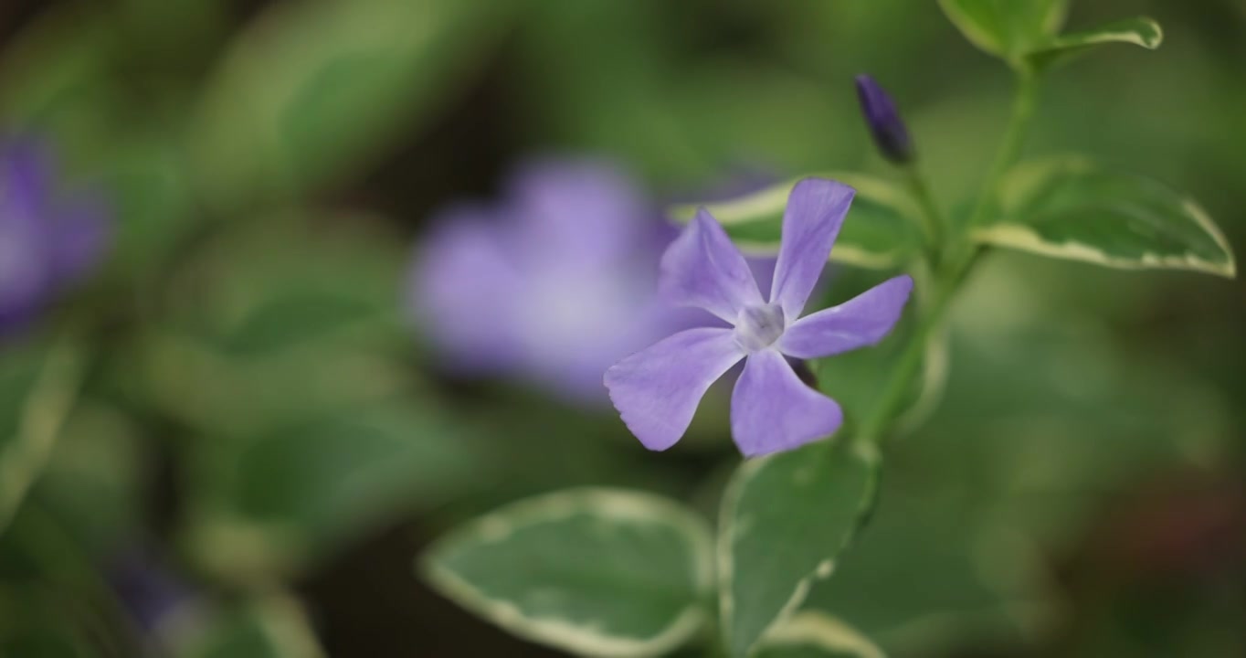 一朵蔓长春花视频素材