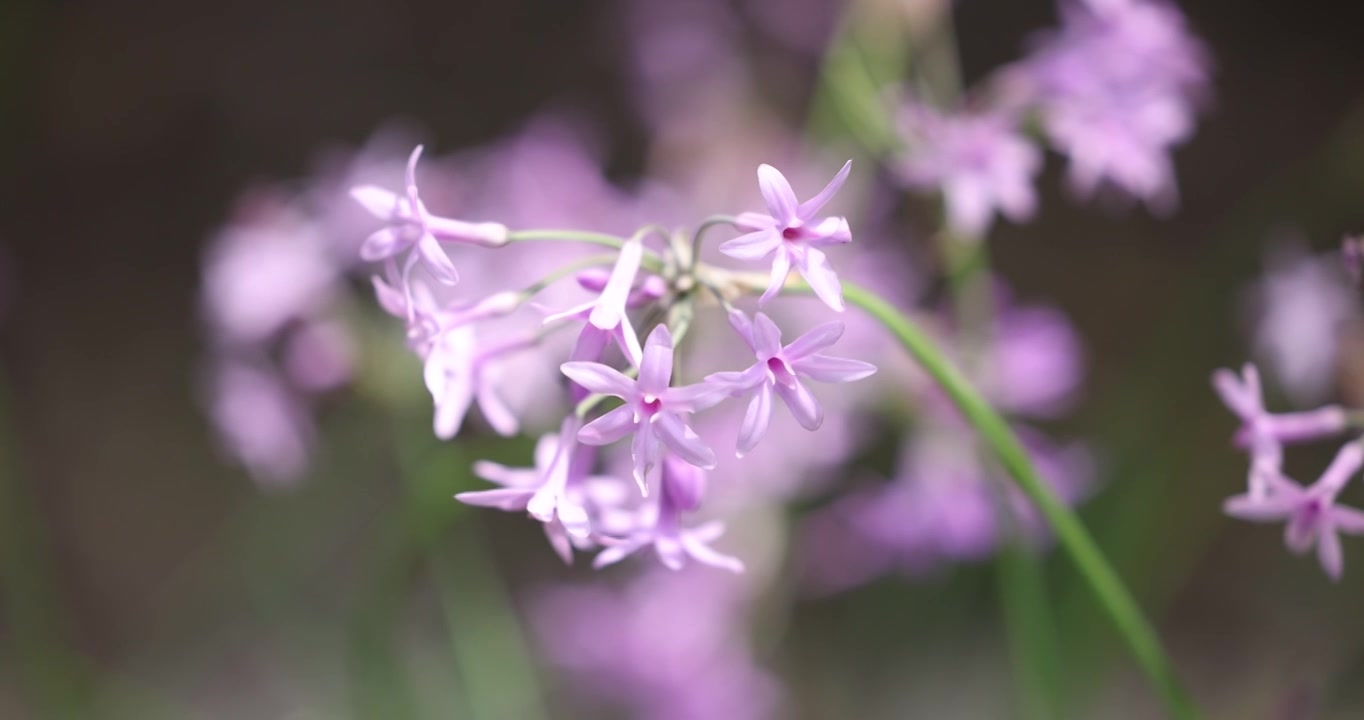 粉色小花视频素材