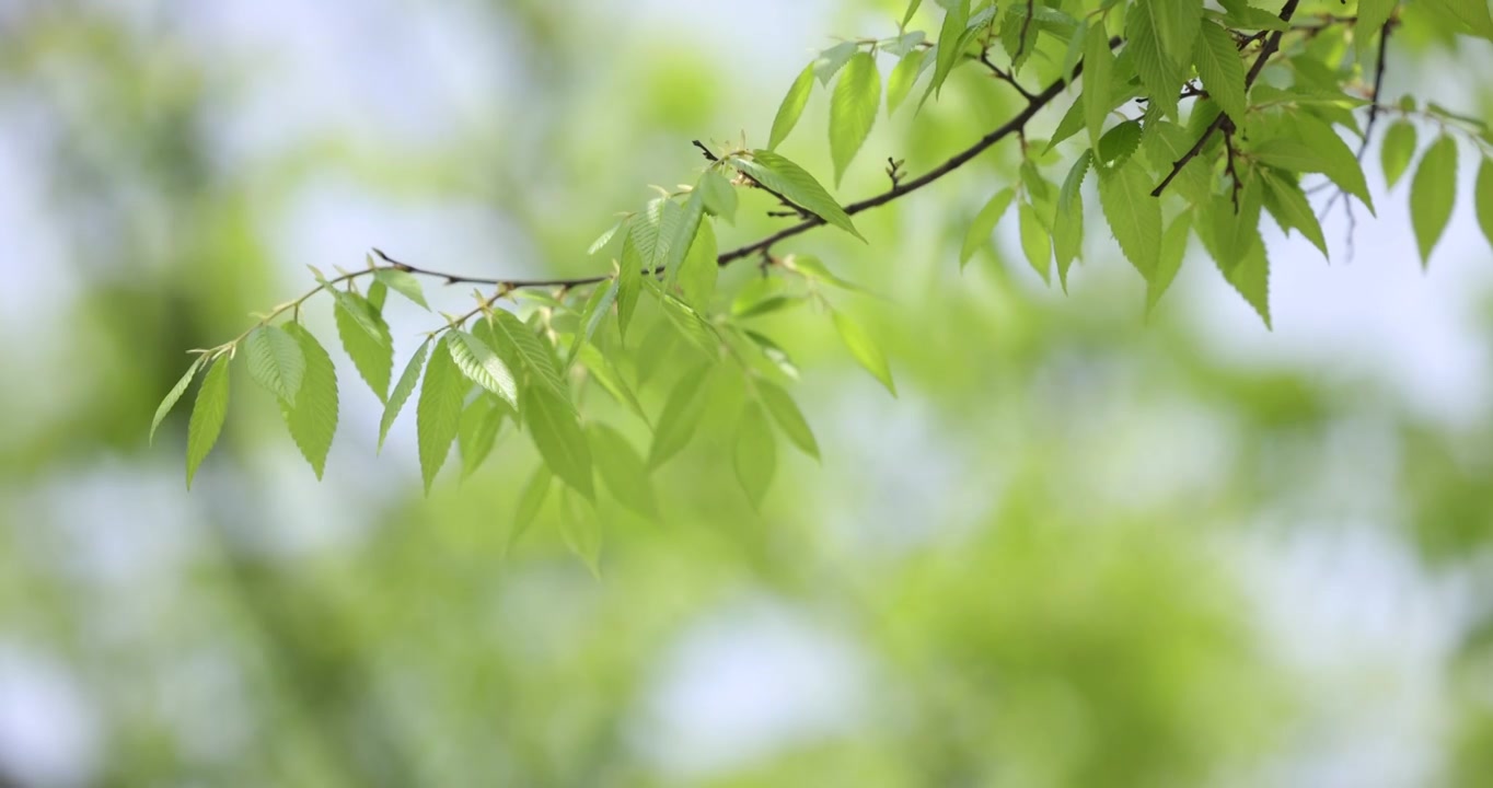 初春枝头上的浅绿色树叶视频素材