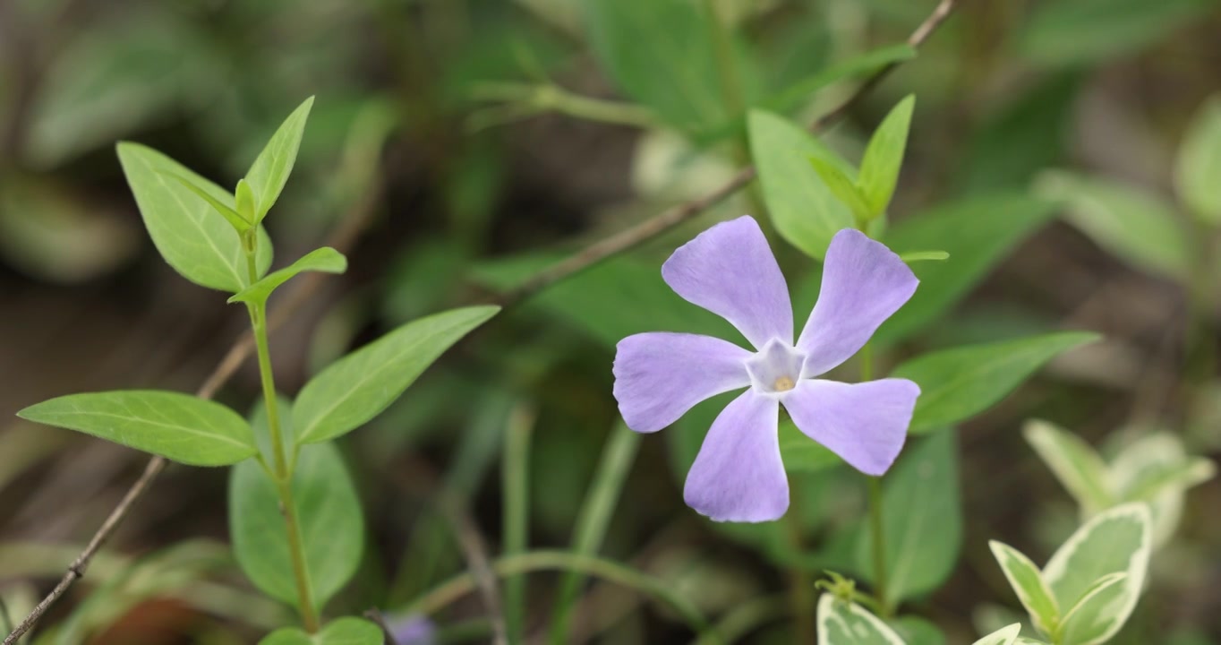 一朵蔓长春花视频素材