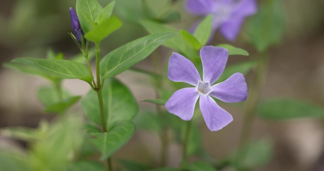 一朵蔓长春花视频下载