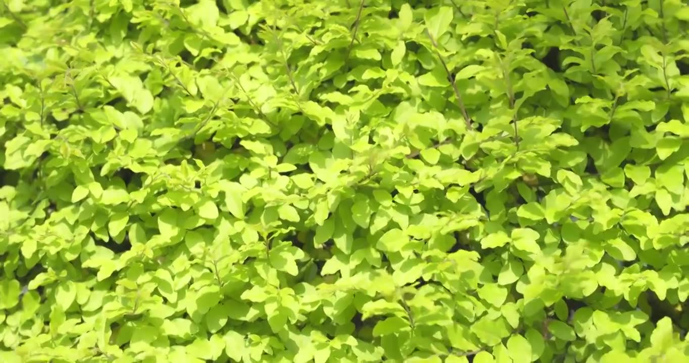 早春时节万物生长植物发芽嫩绿叶子随风飘舞生机勃勃春风轻轻地吹拂大地小草从地里钻出视频素材