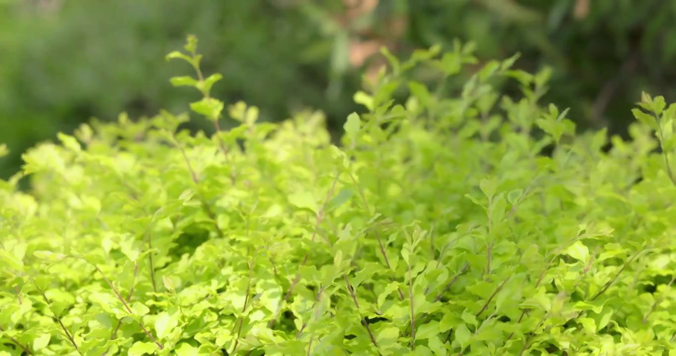 早春时节万物生长植物发芽嫩绿叶子随风飘舞生机勃勃春风轻轻地吹拂大地小草从地里钻出视频素材