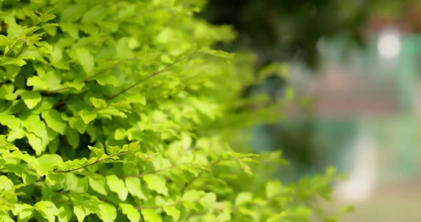 早春时节万物生长植物发芽嫩绿叶子随风飘舞生机勃勃春风轻轻地吹拂大地小草从地里钻出视频素材