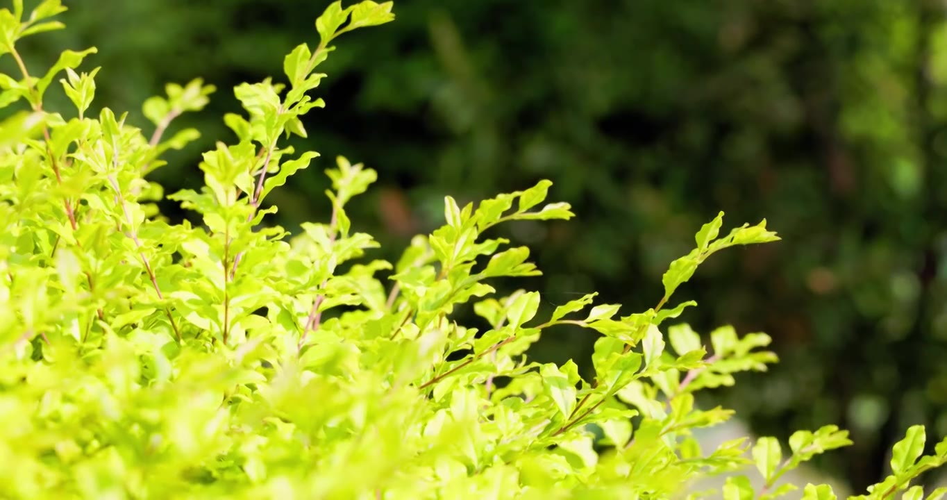 早春时节万物生长植物发芽嫩绿叶子随风飘舞生机勃勃春风轻轻地吹拂大地小草从地里钻出视频素材