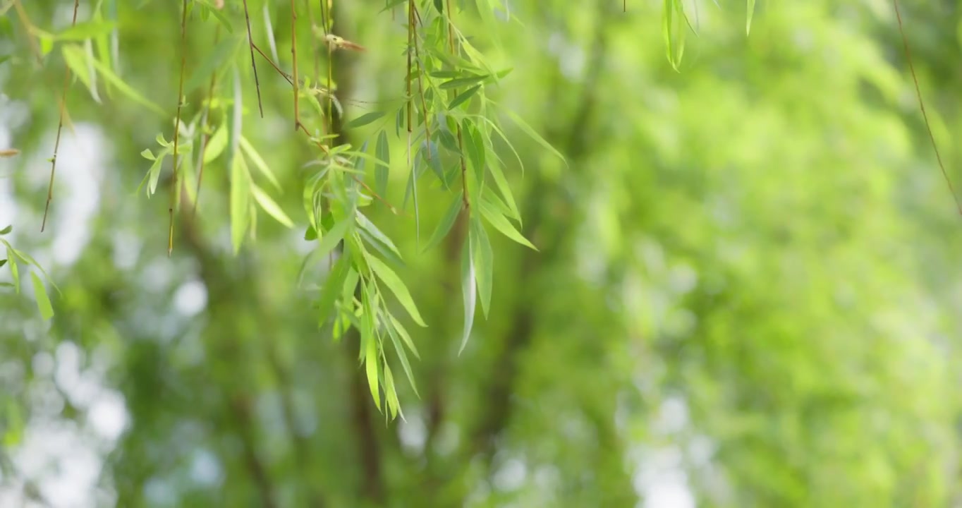 春天柳树发芽了长长的柳枝随风起舞千丝万缕翩翩起舞早春清明自然美景柳絮抽芽垂柳成林视频素材