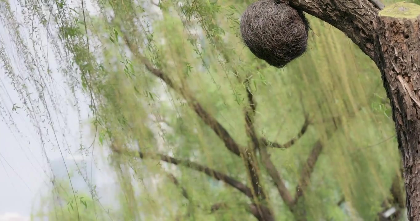 春天柳树发芽了长长的柳枝随风起舞千丝万缕翩翩起舞早春清明自然美景柳絮抽芽垂柳成林视频素材