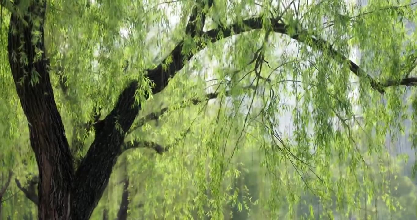 春天柳树发芽了长长的柳枝随风起舞千丝万缕翩翩起舞早春清明自然美景柳絮抽芽垂柳成林视频素材