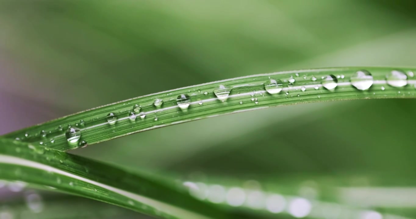 春雨润万物雨水雨滴水珠绿叶随风摇曳清新唯美视频素材