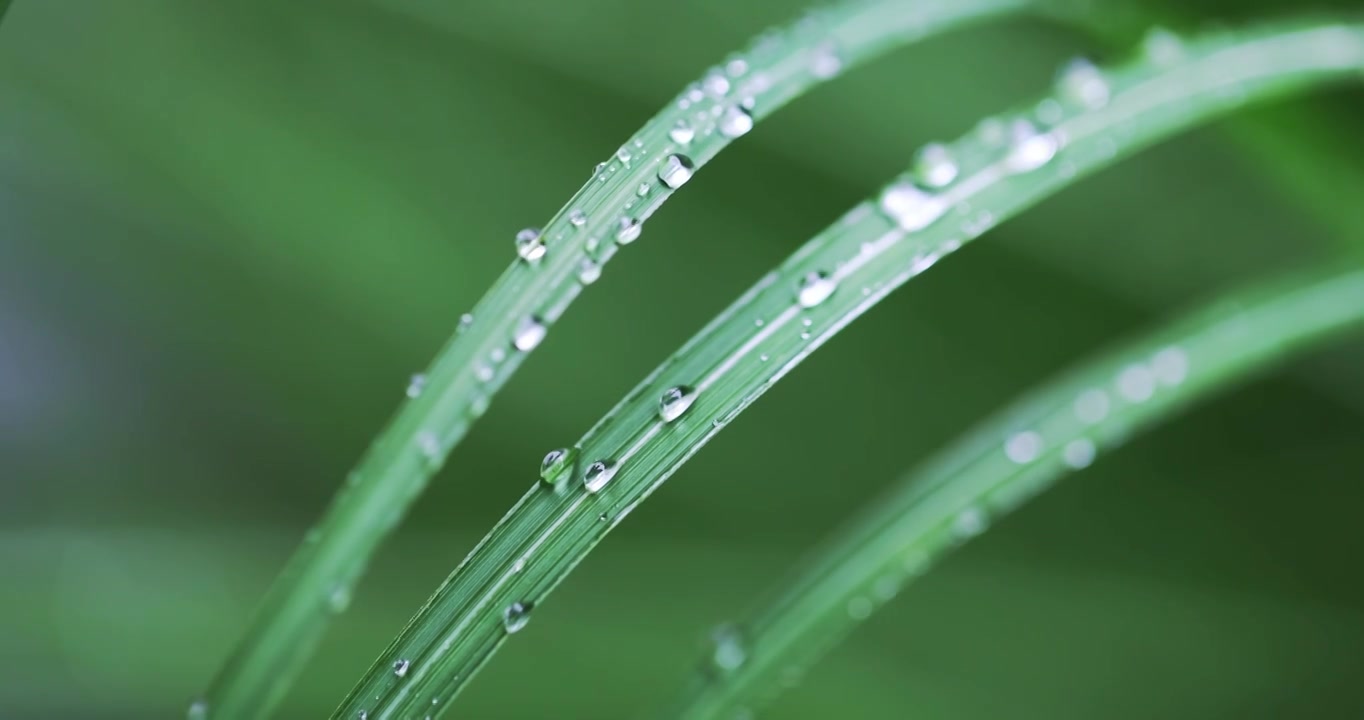 春雨润万物雨水雨滴水珠绿叶随风摇曳清新唯美视频素材