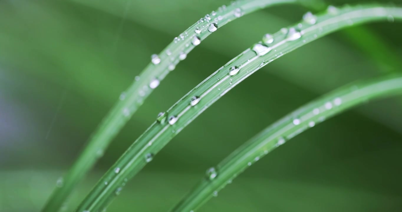 春雨润万物雨水雨滴水珠绿叶随风摇曳清新唯美视频素材